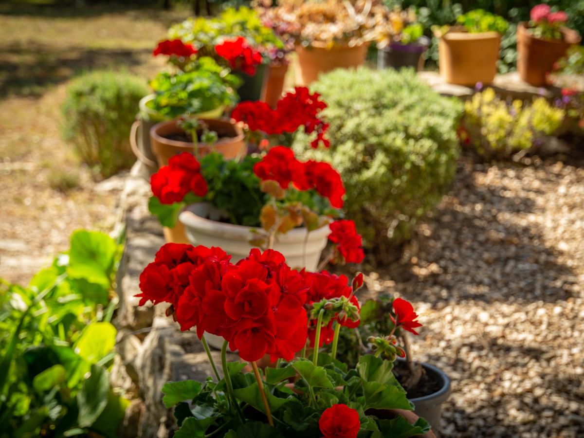 Garden Summer