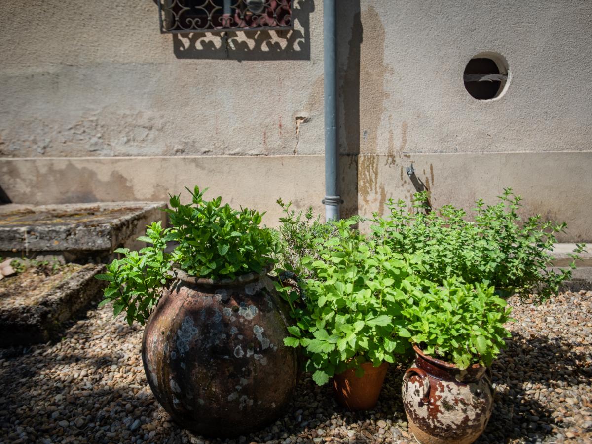 Garden Summer