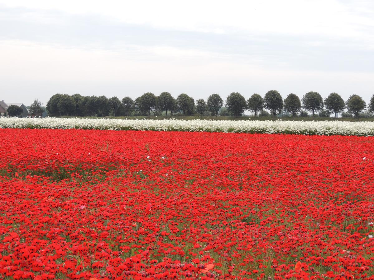 De omgeving van Sint-Annaland