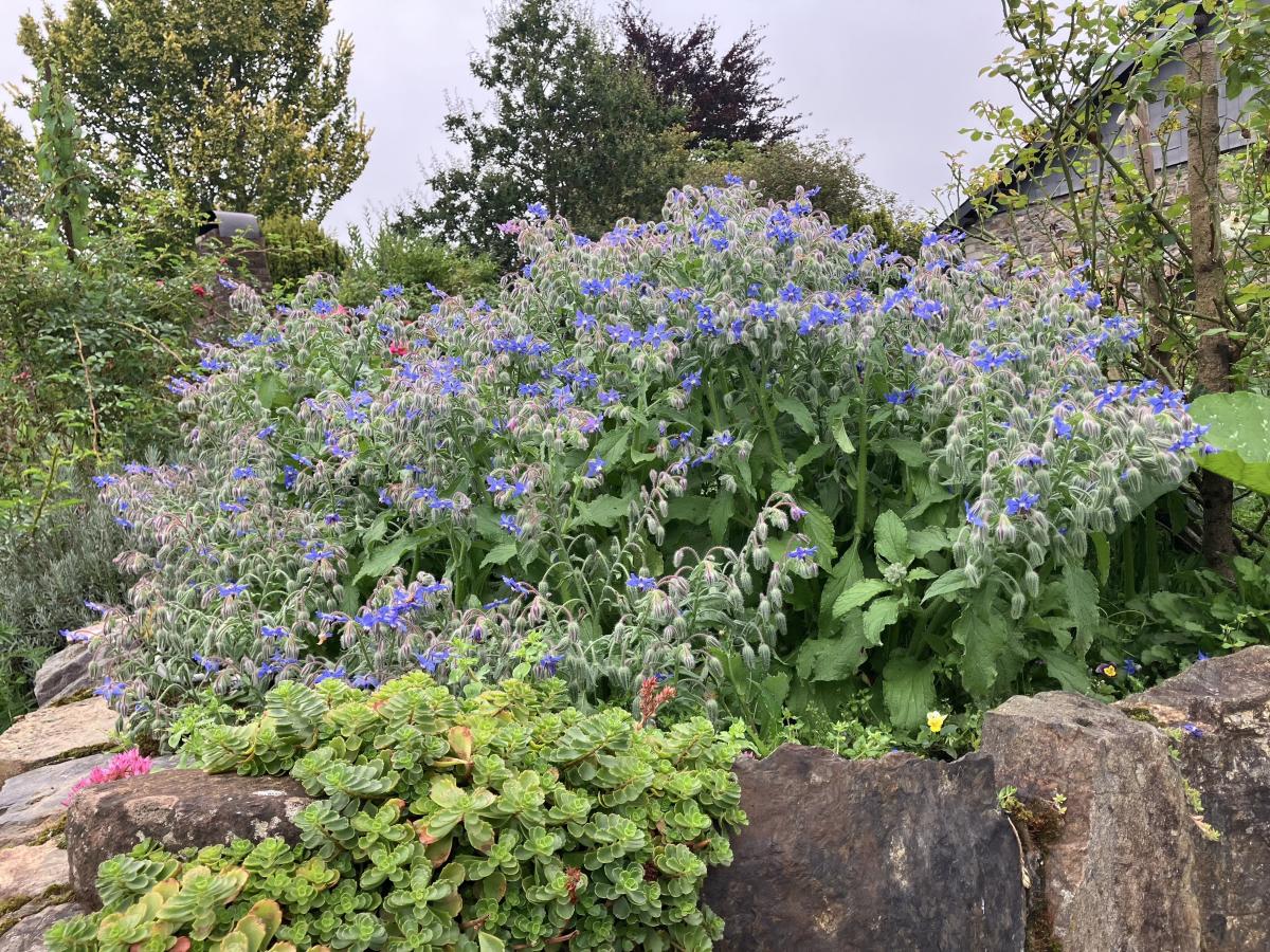 Garden Summer