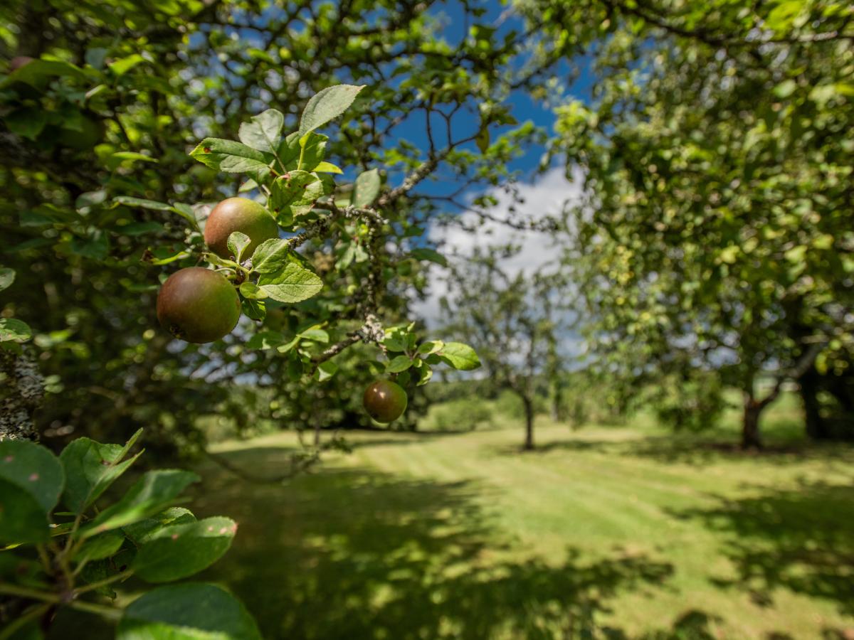 Garden Summer
