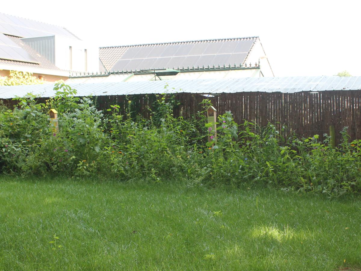 Garden Summer