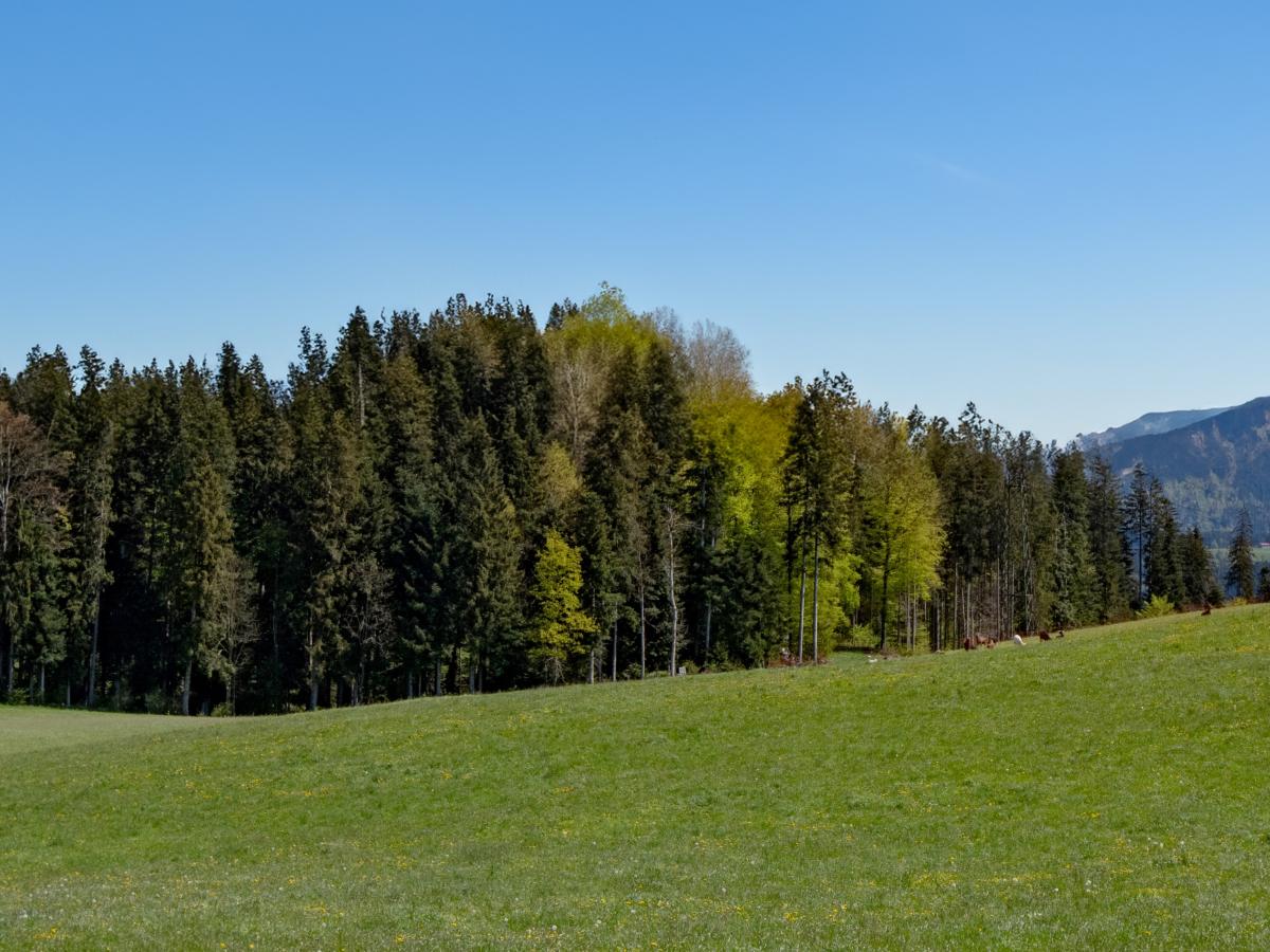 View Summer
