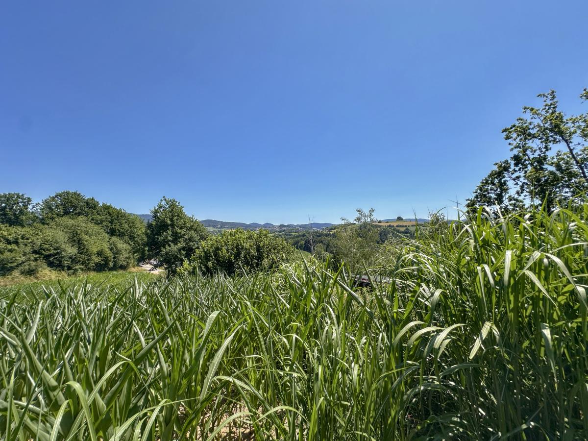 View Summer