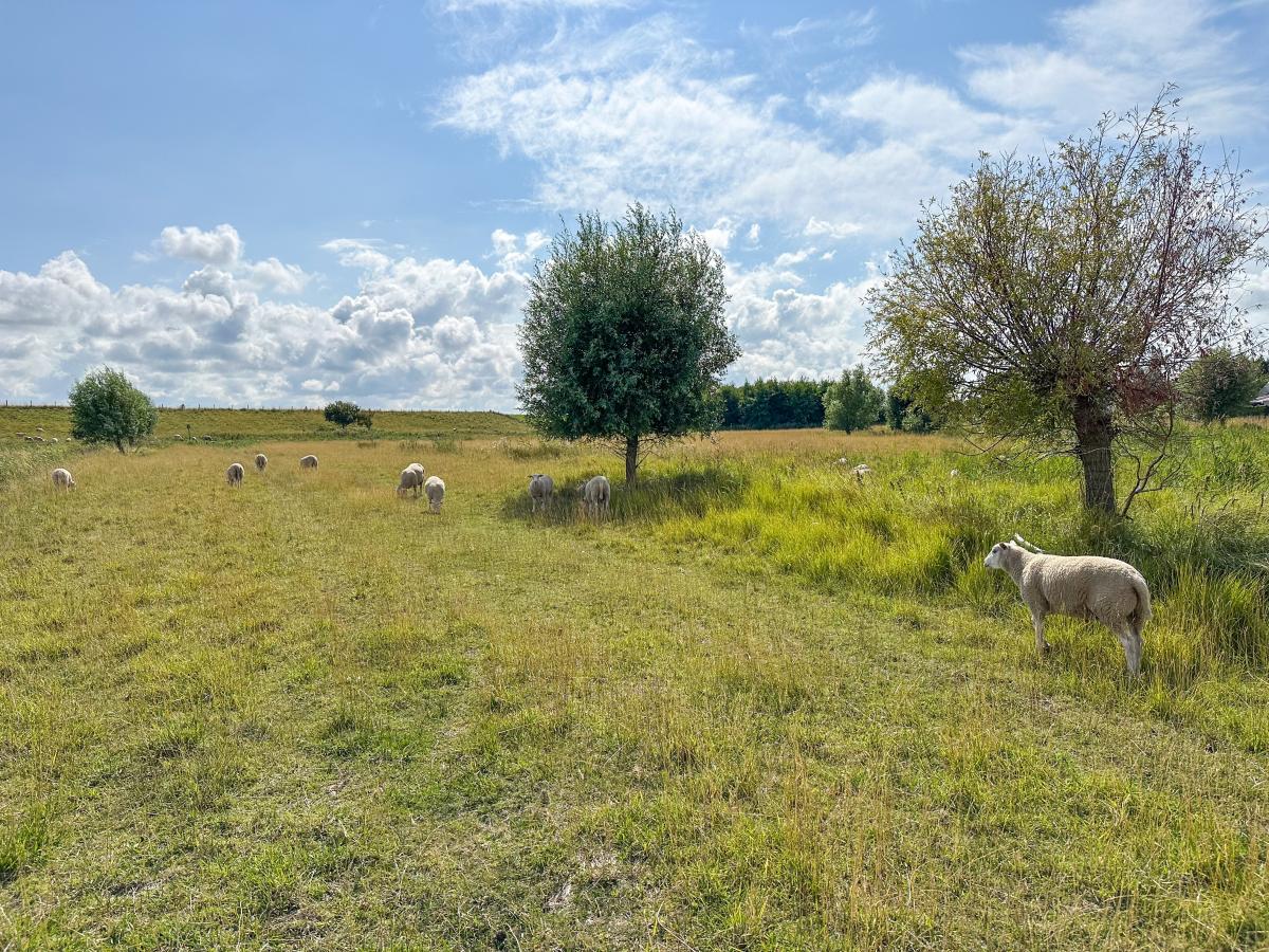 View Summer