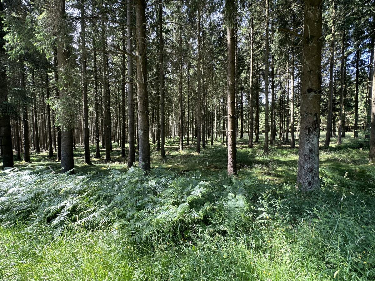 De omgeving van Manhay