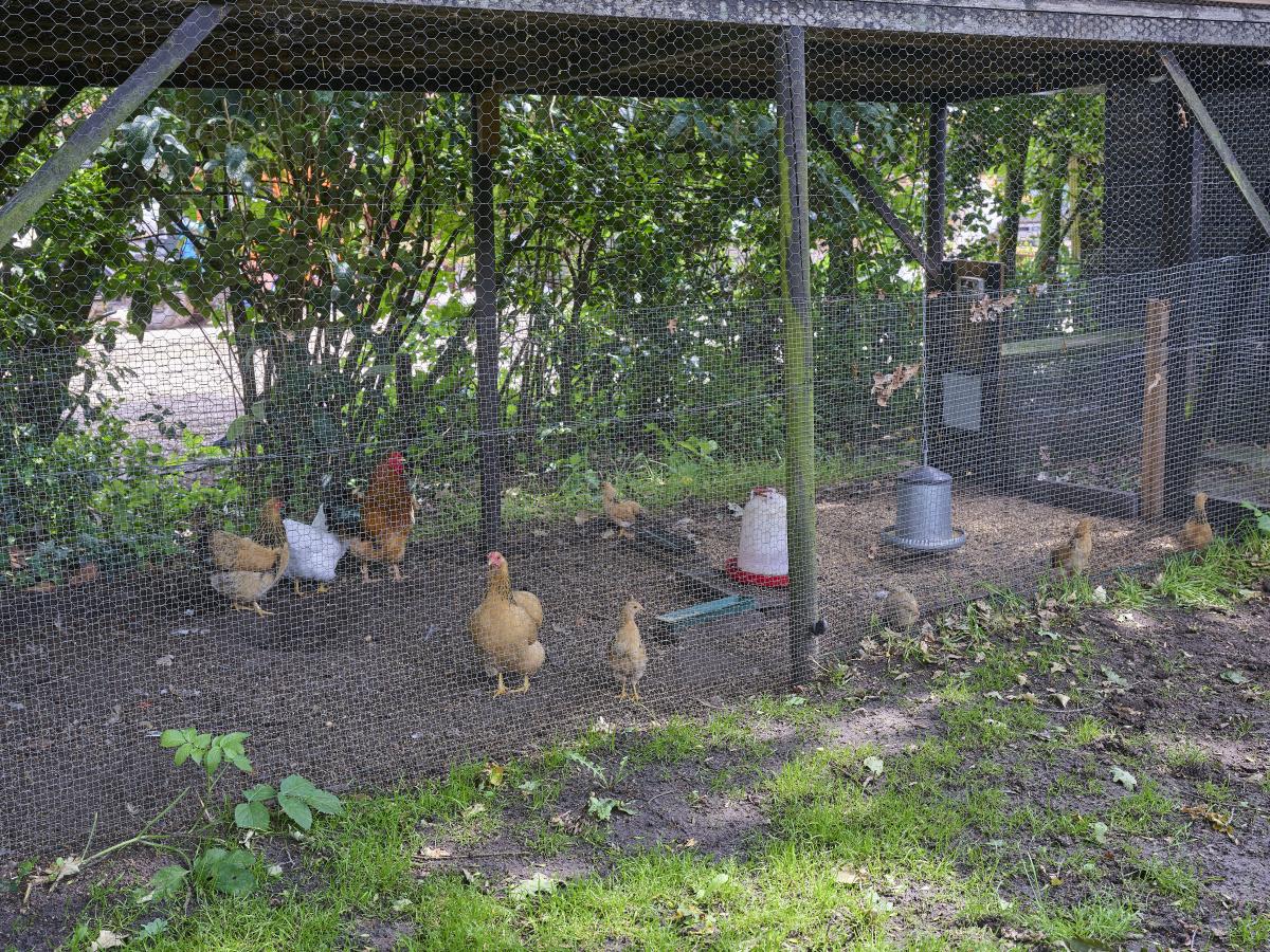 Garden Summer