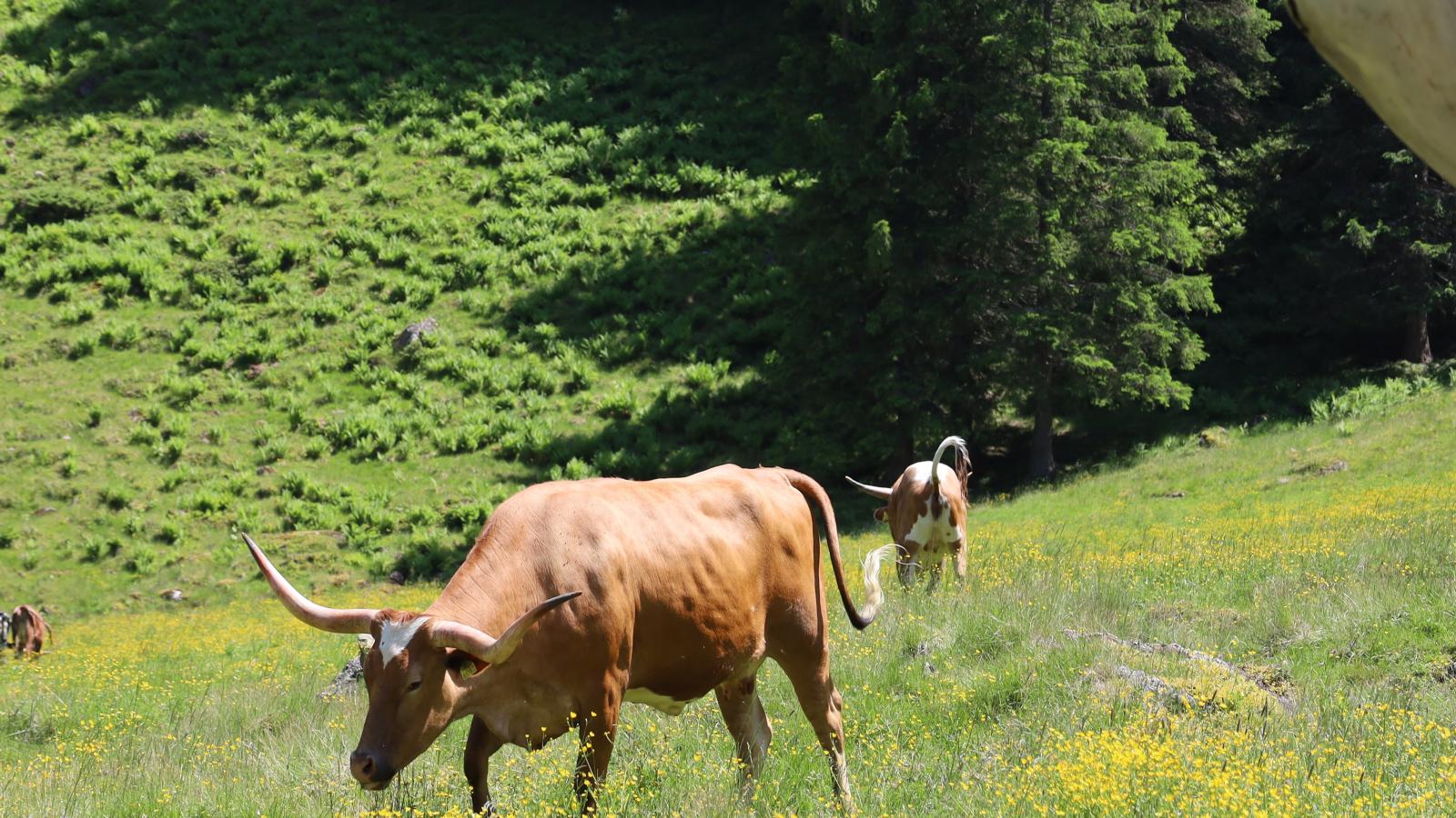 Haus Hestia-Gebiete Sommer 5 km