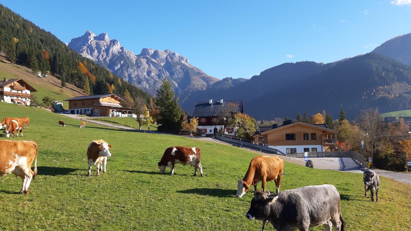 Werfenblick - Gebieden zomer 1km