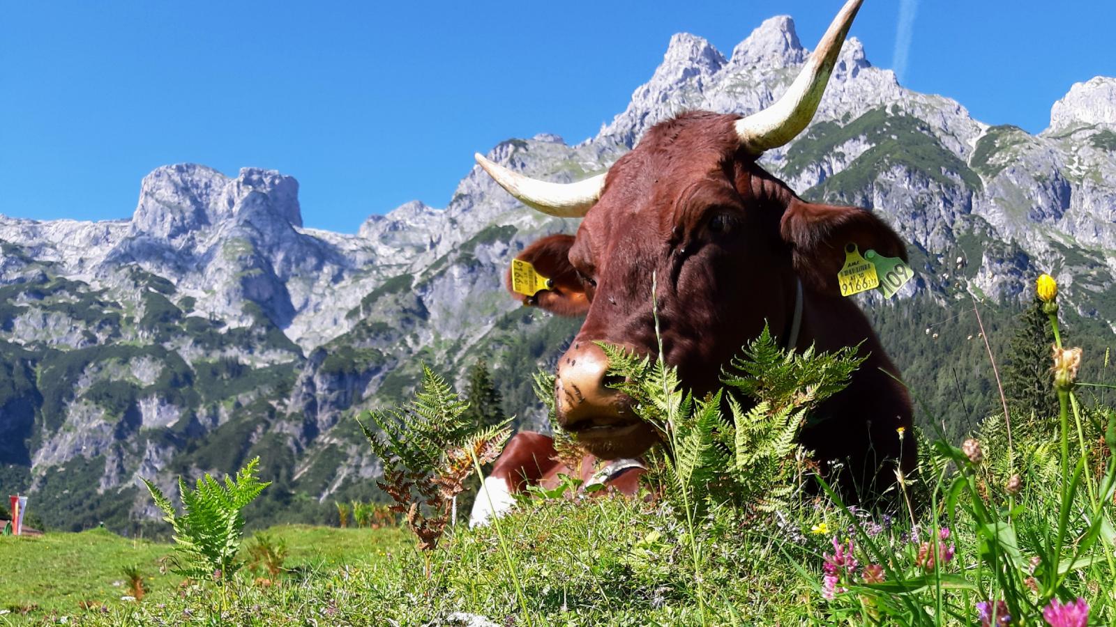 Bergblick - Gebiete Sommer 1 km