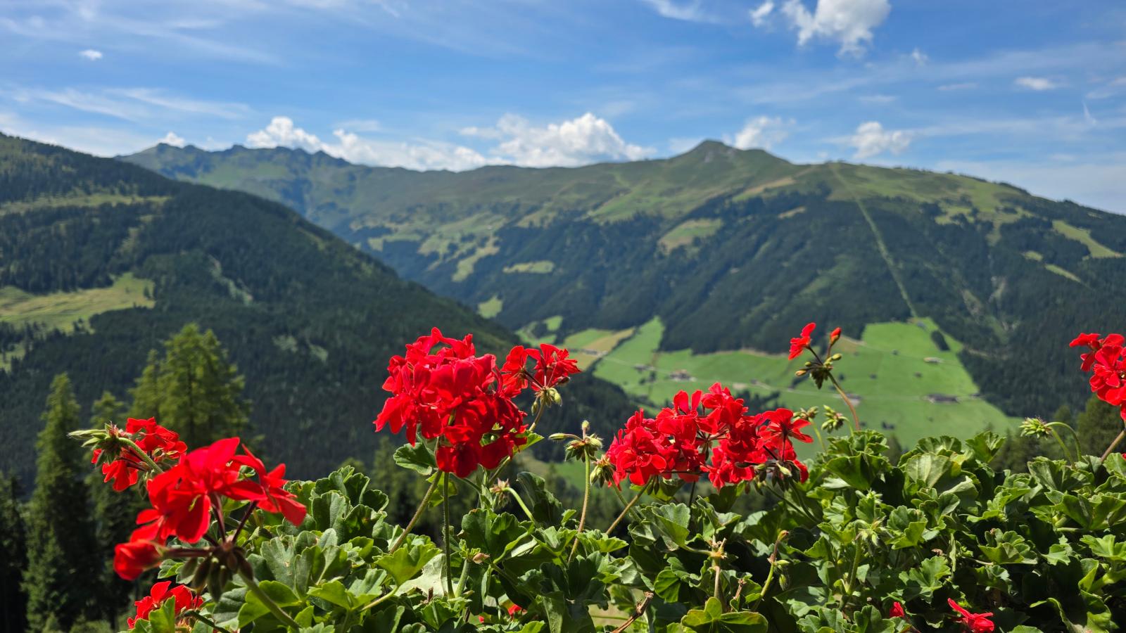 EAGGA-Niederleger Alm-Uitzicht zomer