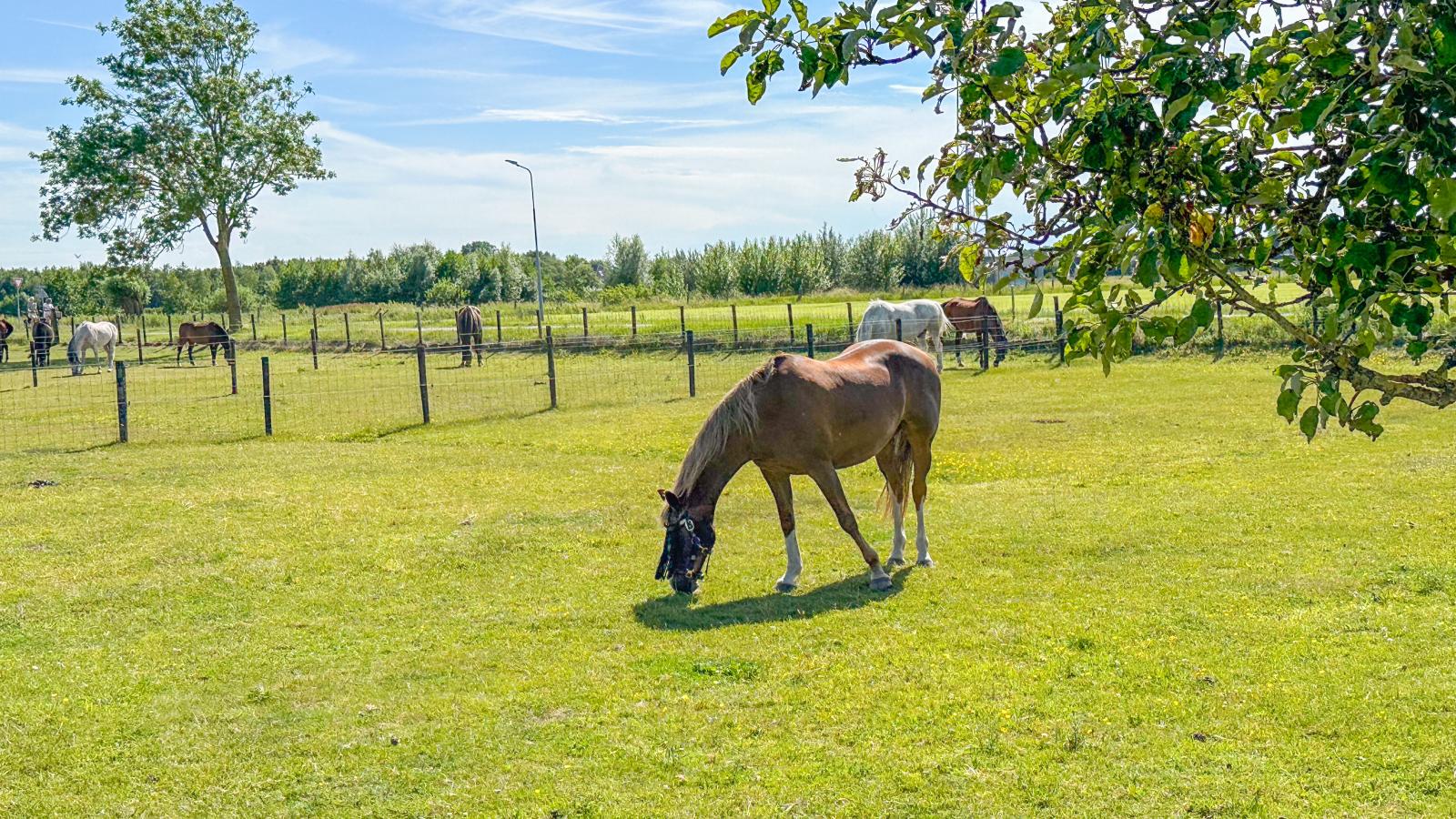 De Huismus - View in summer