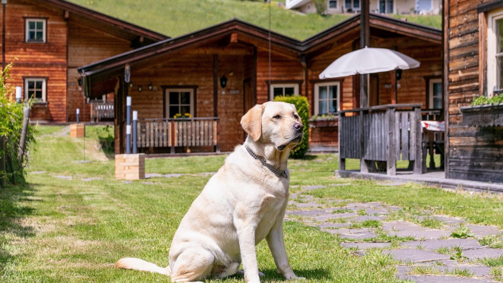 Uriges Chalet 14-Sfeer