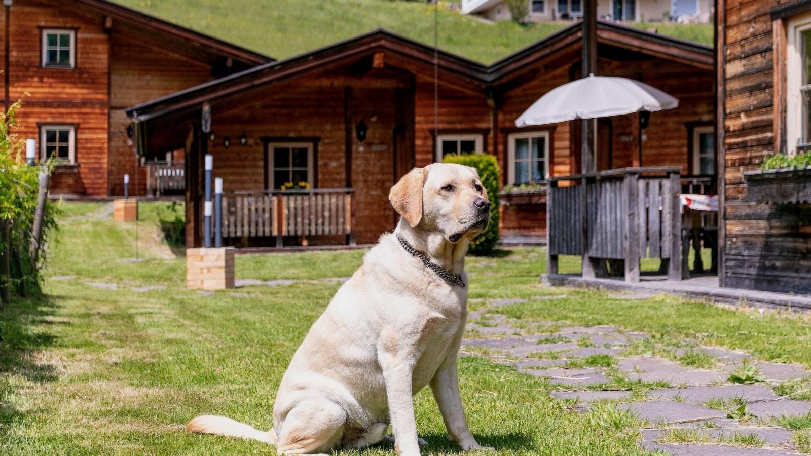 Uriges Chalet 4-Sfeer