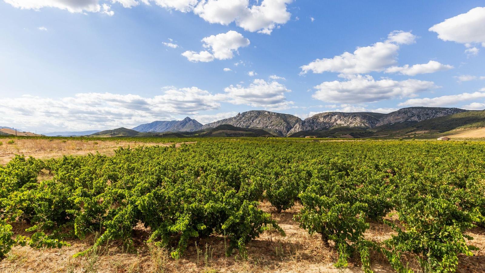Méridionale-Gebieden zomer 5km