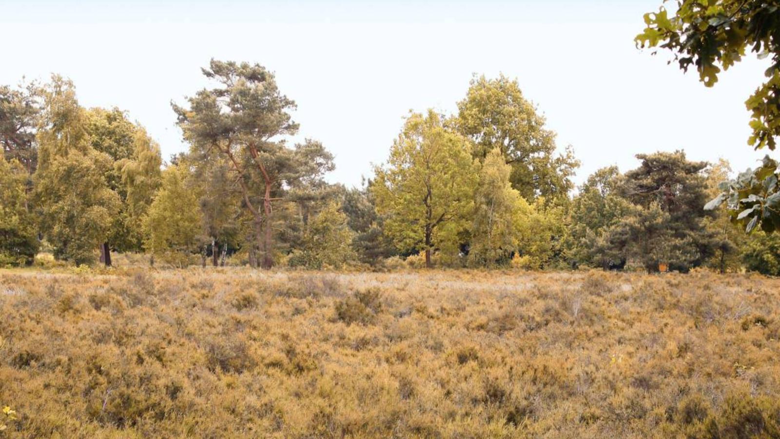 Heidepracht-Gebieden zomer 1km