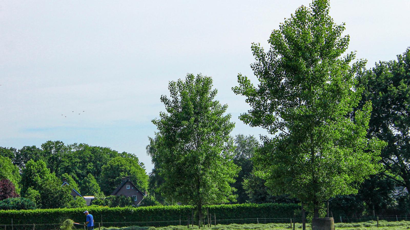 Het Bunt-Gebieden zomer 1km