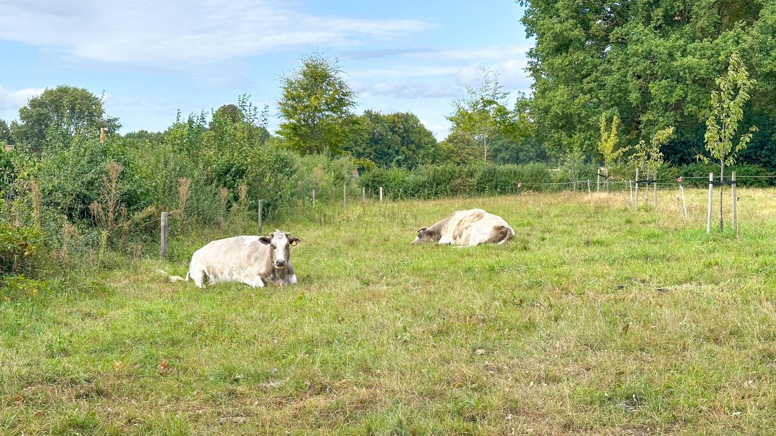 Het Bunt-View in summer