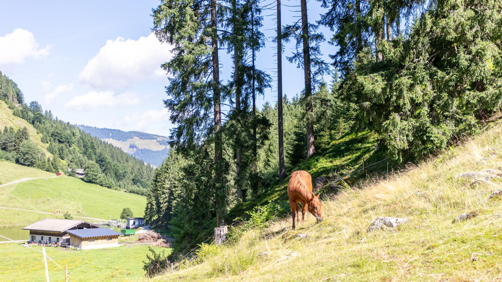 Heualm-Uitzicht zomer