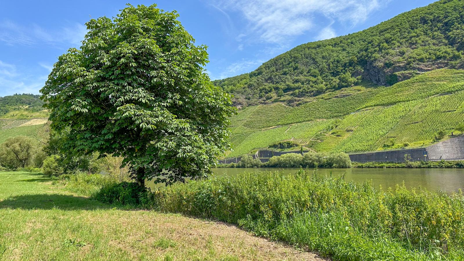 Ferienweingut Emmerich-Gebieden zomer 1km