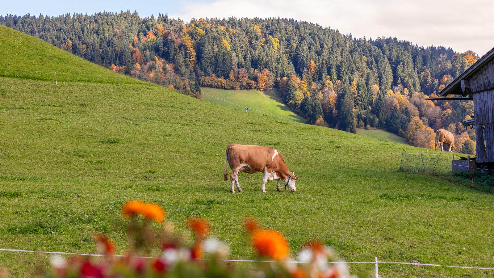 Tiroler Bergtraum Top 1 und 2-Gebieden zomer 1km