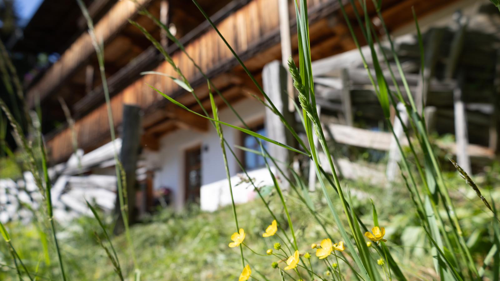 DAS Alpbach
