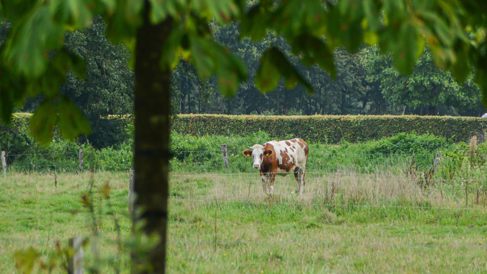 Uilenhof-View summer