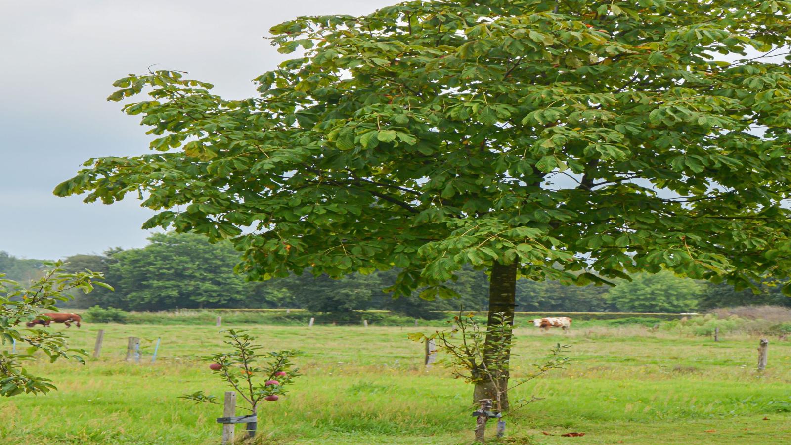 Uilenhof-View summer