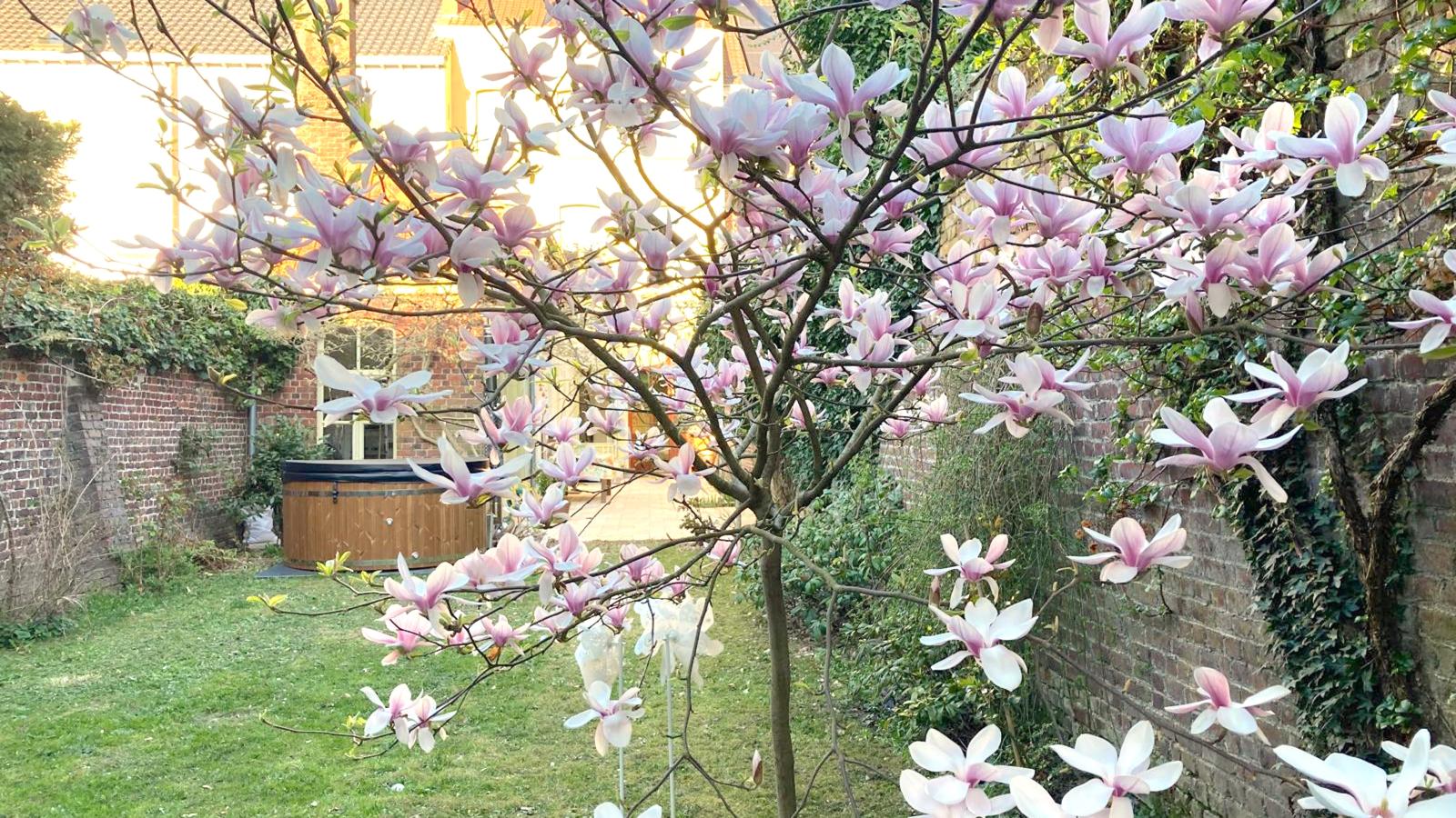 La Maison Bleue Ronse-Tuinen zomer