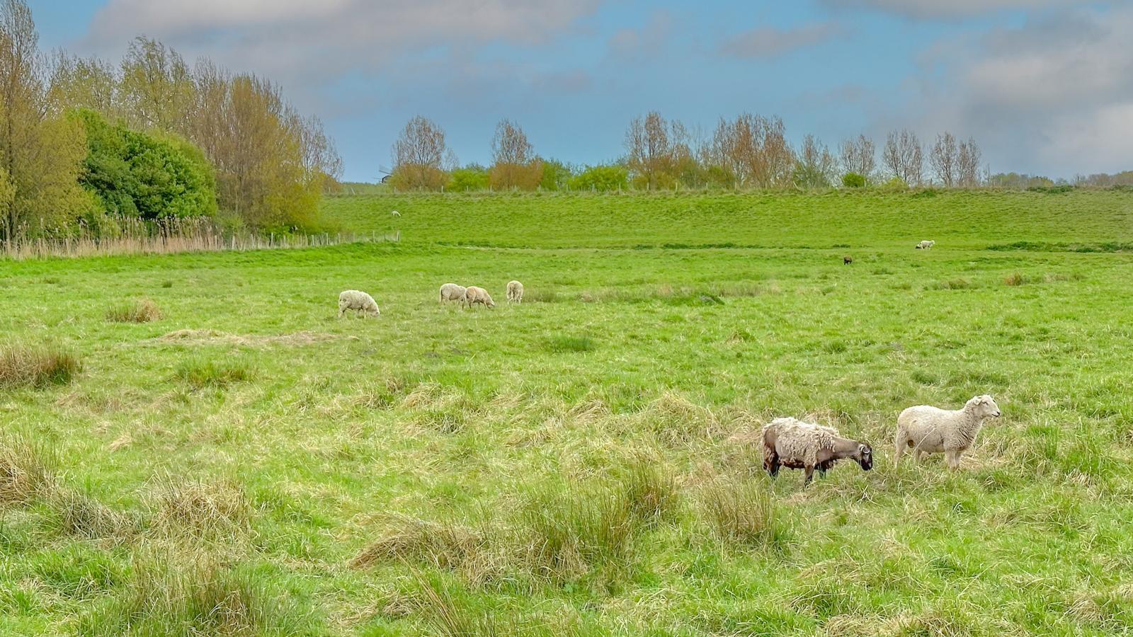 Dune Design-Gebieden zomer 1km