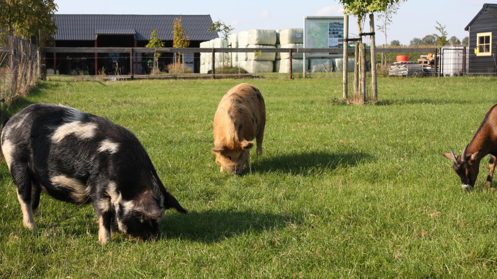 Boerderijappartement t Katreel-Faciliteiten