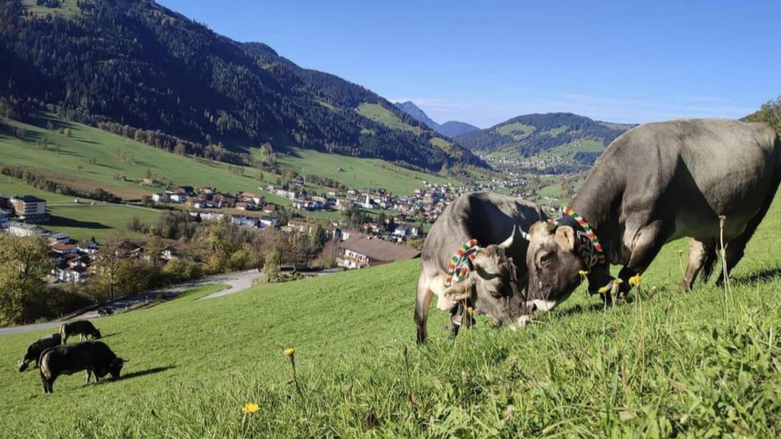 Zaustoi Altes Haus-Gebieden zomer 5km