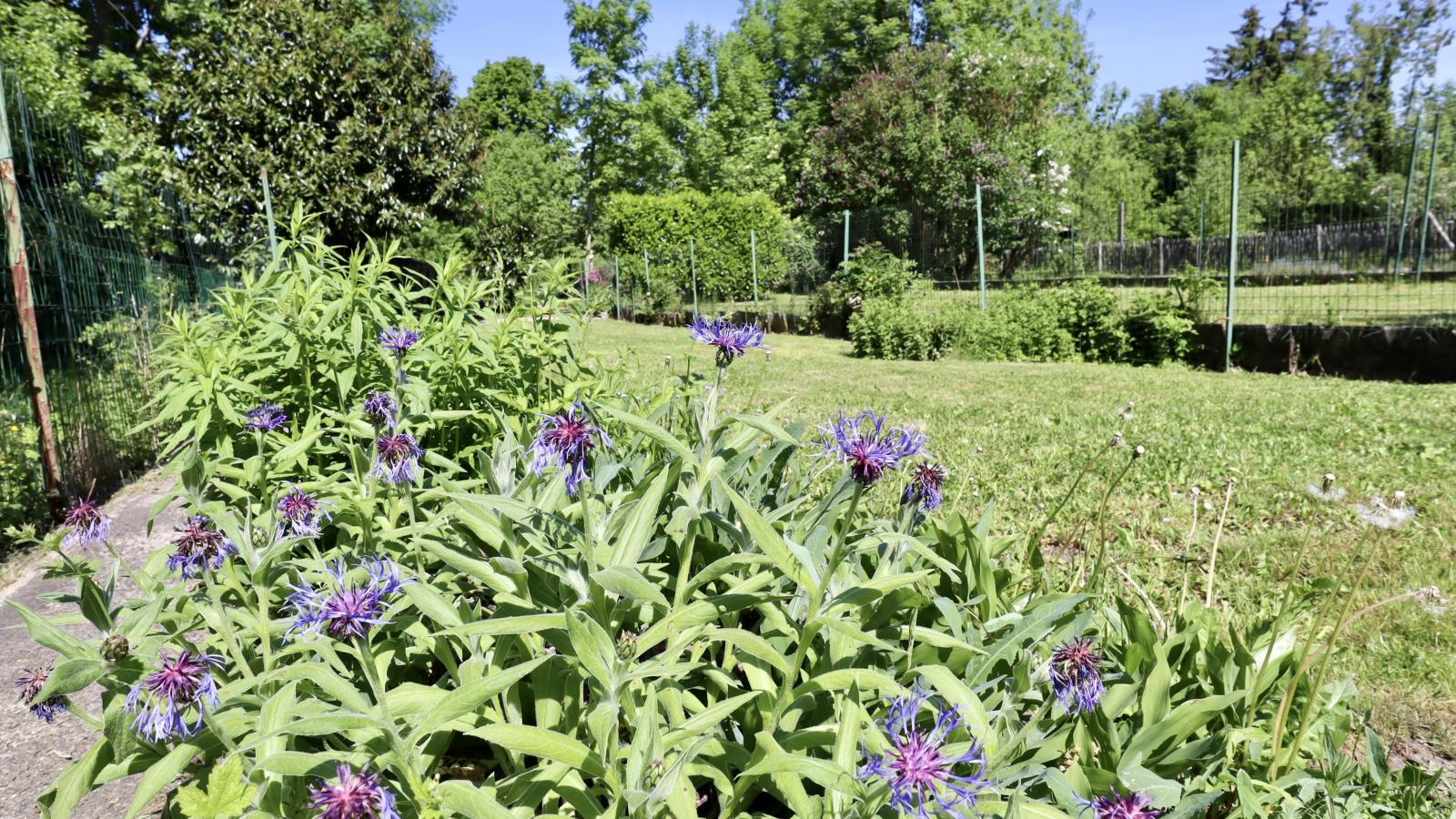 Piervenne-Gardens summer
