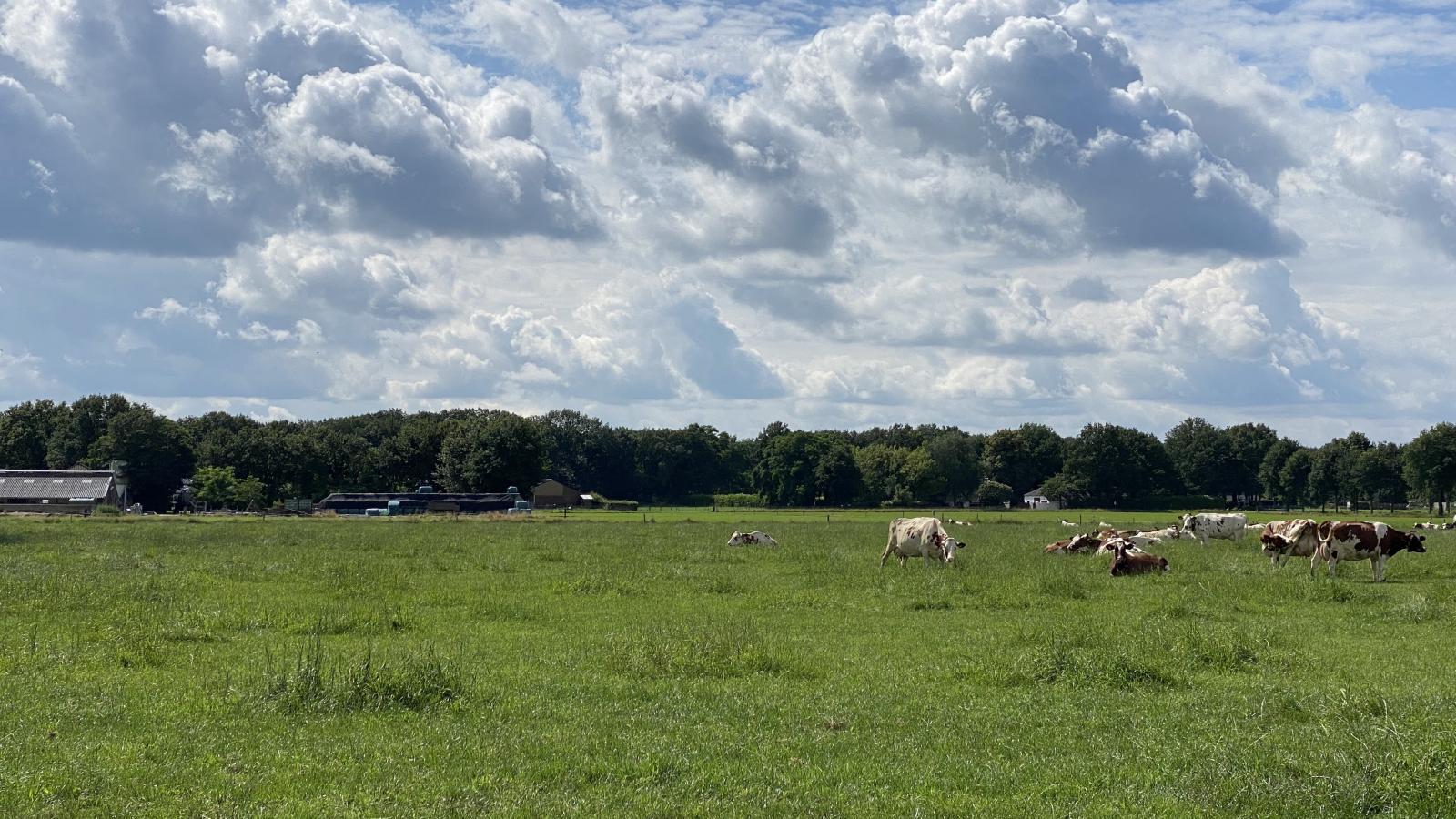 De Meerenhof-View summer