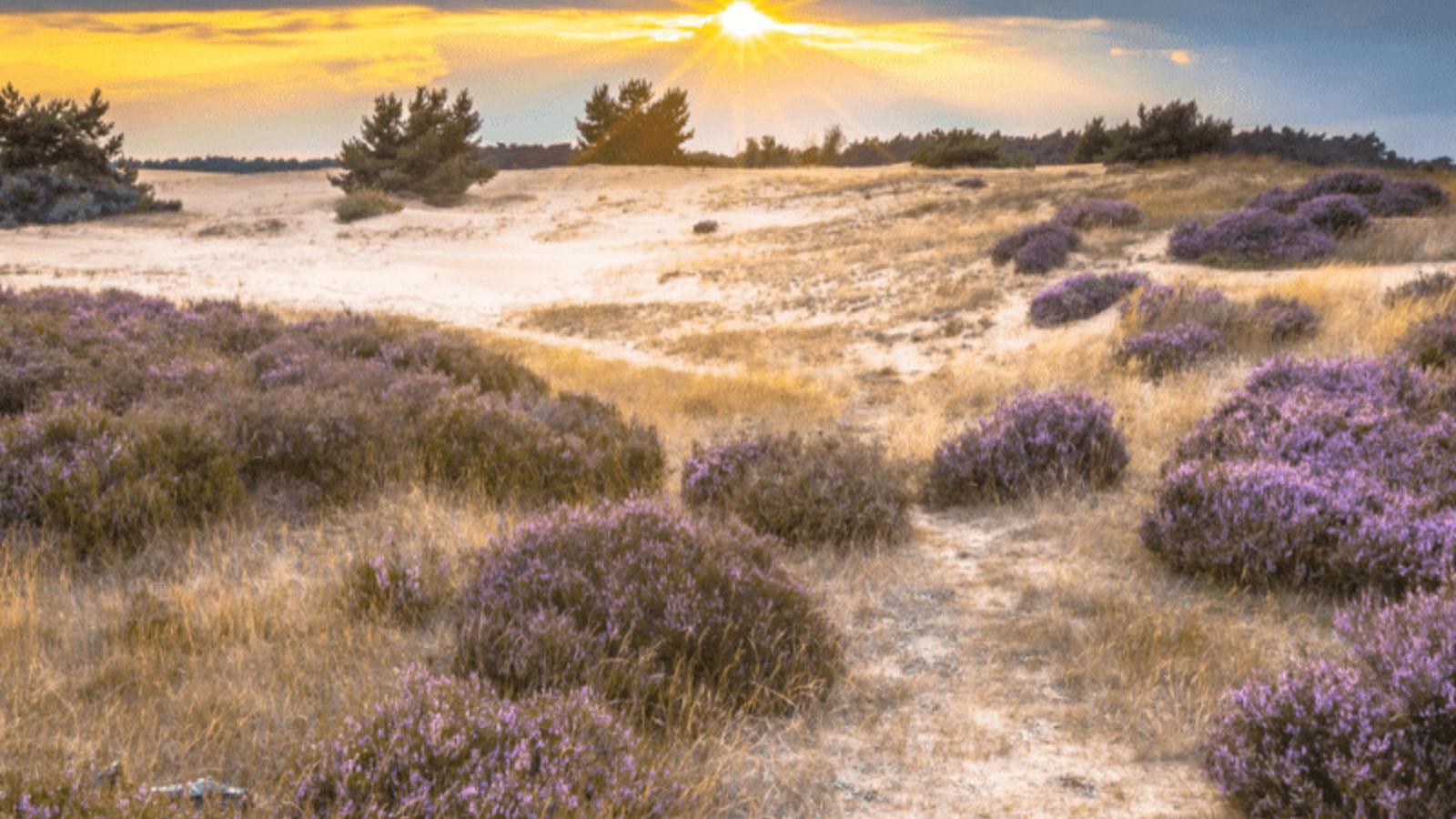 Steltloper-Areas summer 5km