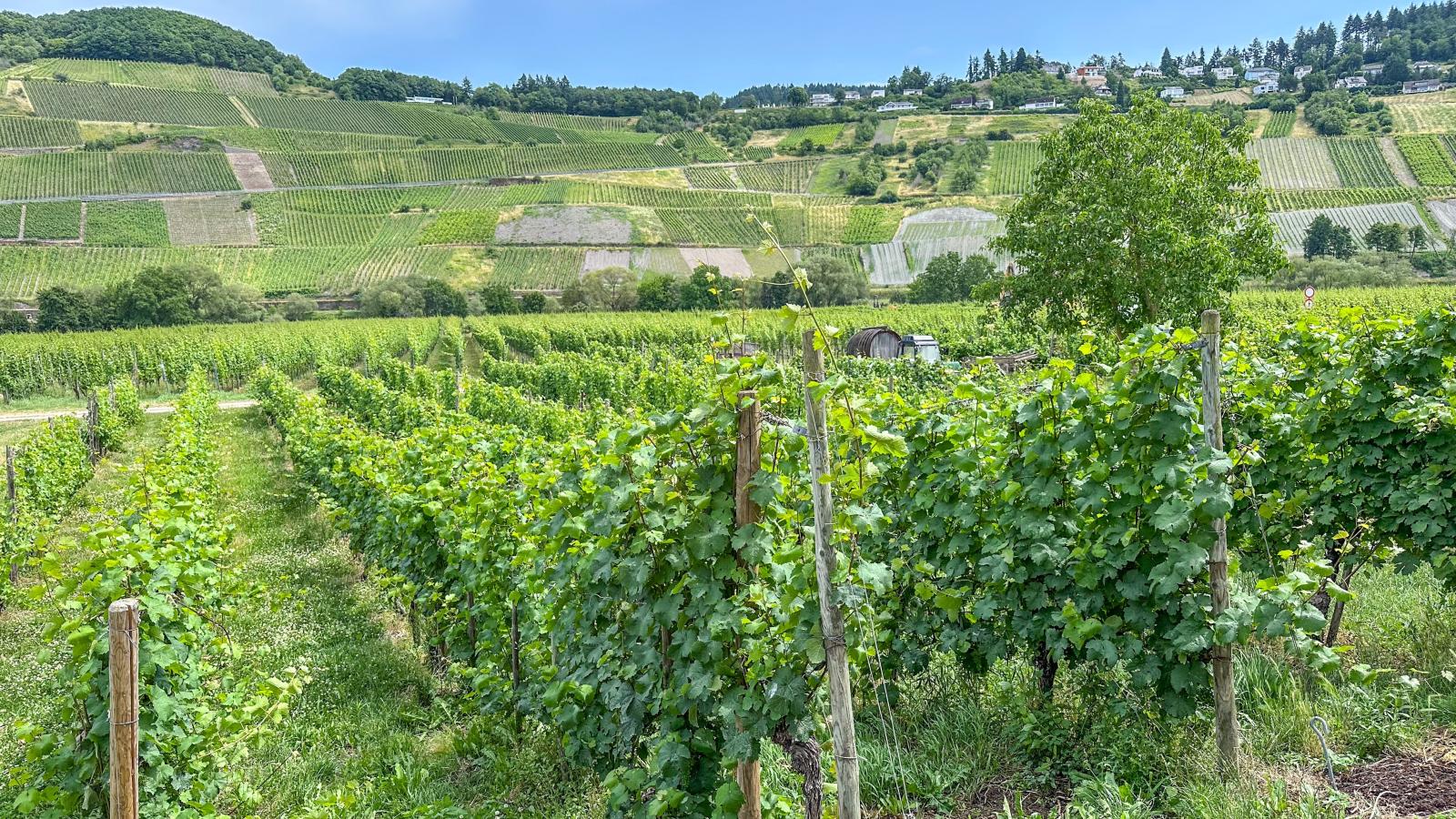 Hermes-Lex Weingut-Uitzicht zomer