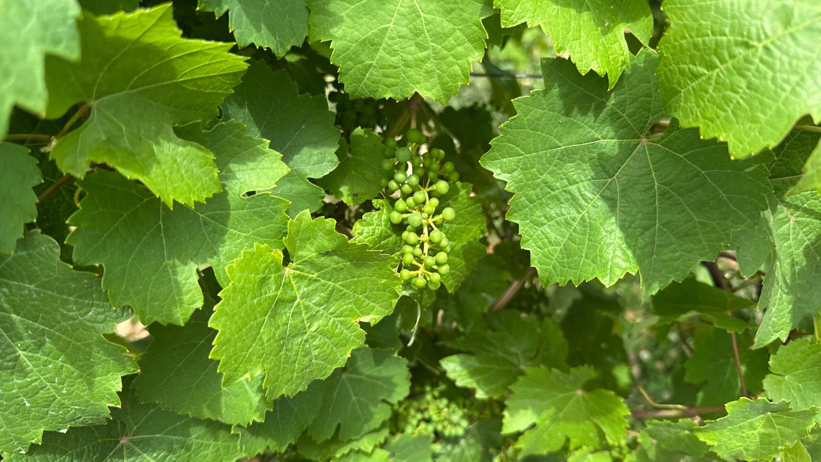 Hermes-Lex Weingut-Sfeer