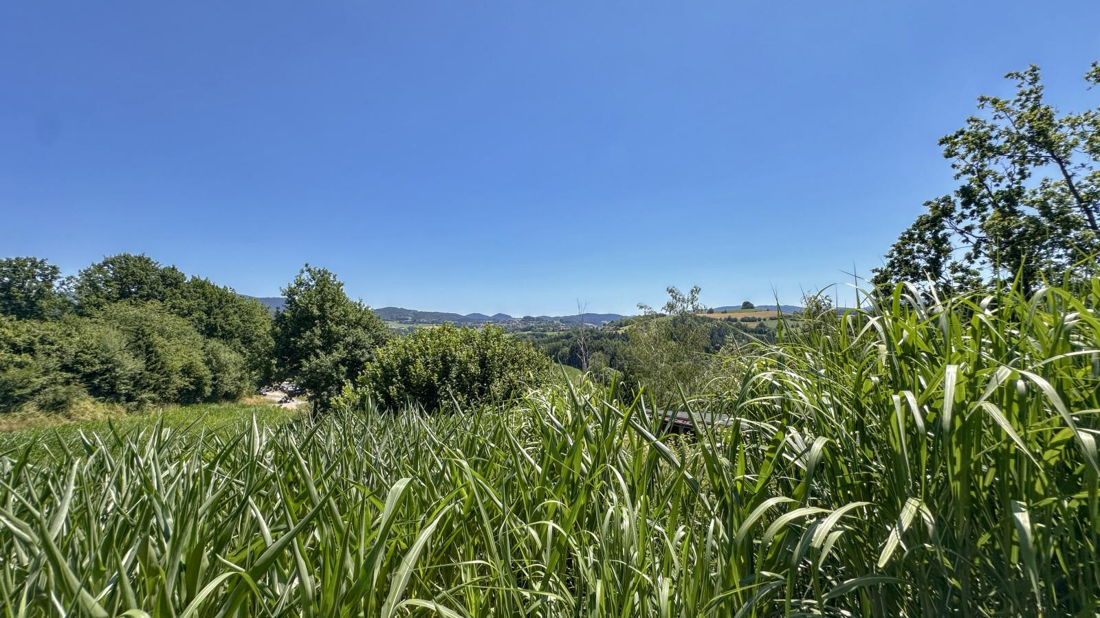 Mit Herz-Aussicht Sommer