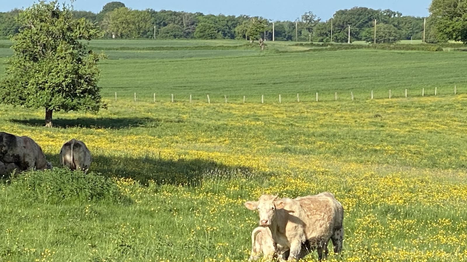 Petit Savigny-Gebieden zomer 1km
