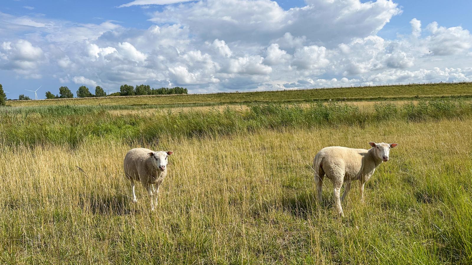 Huis nummer 71-Areas summer 1km
