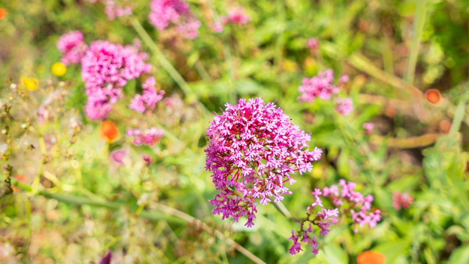 La Terrasse-Ambiente