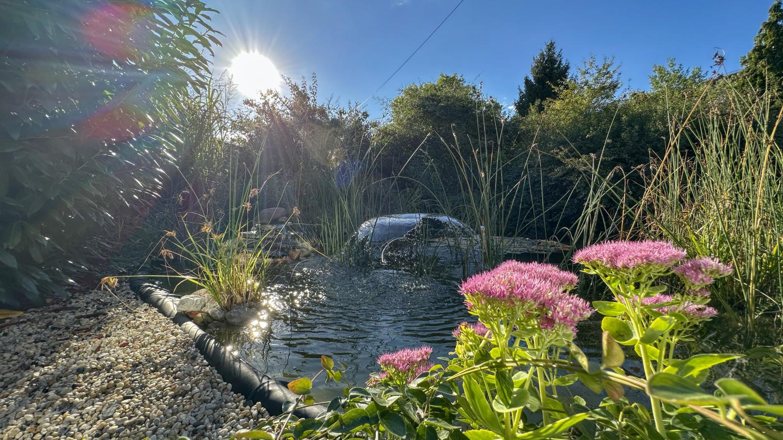 Vogel-Garten Sommer