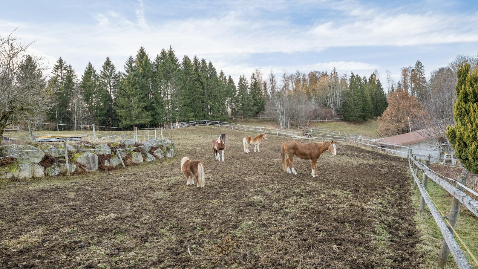 Vogelsang-Gebieden zomer 1km