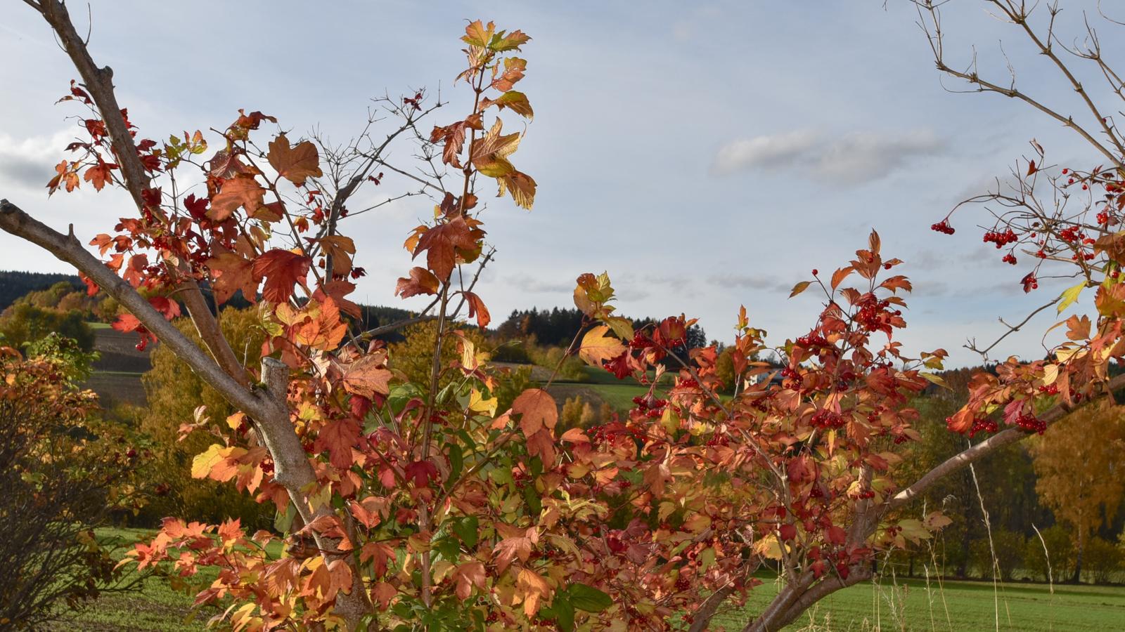 Blumenhof II-Ambiance