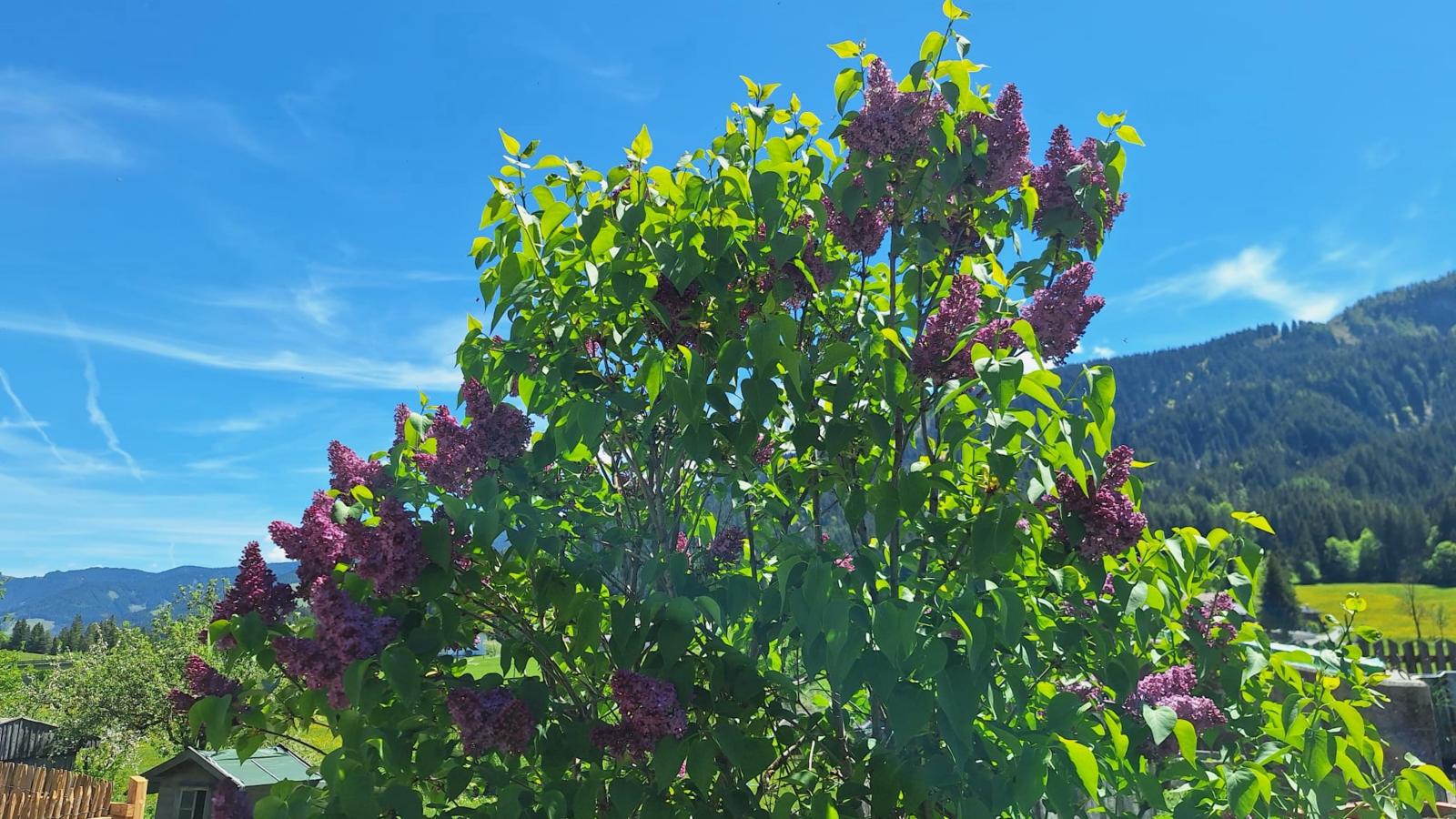 Marchenthorn - Jardins en été