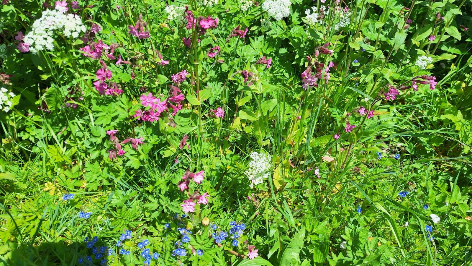Lahnerhorn Marchenthorn - Jardins en été