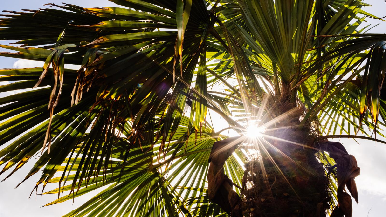 Le Palmier-Tuinen zomer