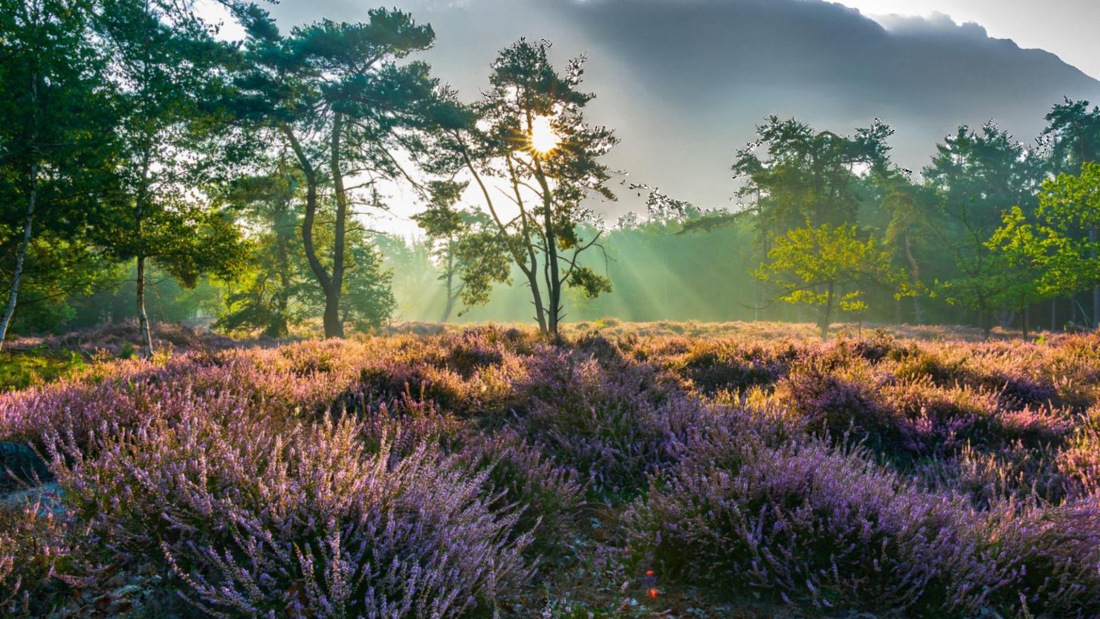 Lierelodge-Gebieden zomer 1km