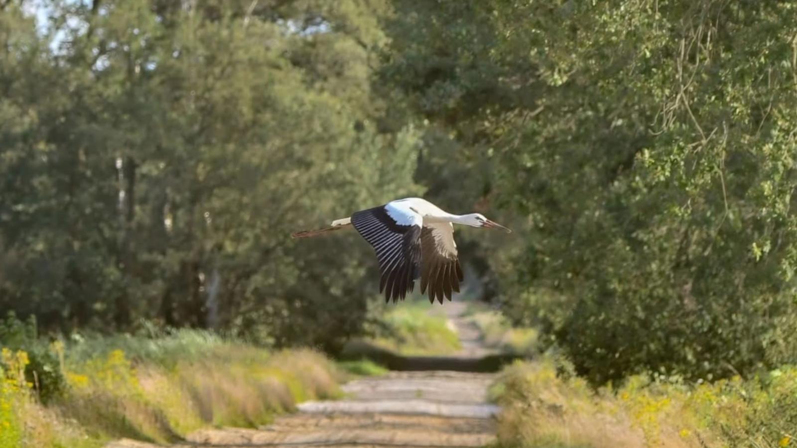 Lierelodge-Gebieden zomer 1km