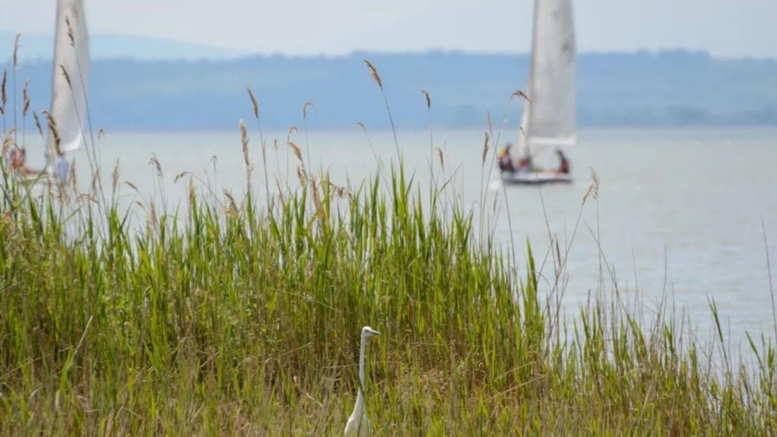 Guesthouse Spa Leithagebirge-Uitzicht zomer